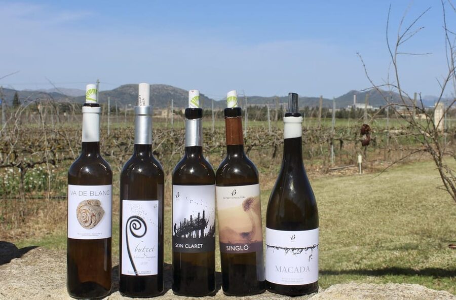Alcúdia/Can Picafort: Guided Vineyard Visit and Wine Tasting - Pickup and timing: the part you should plan for