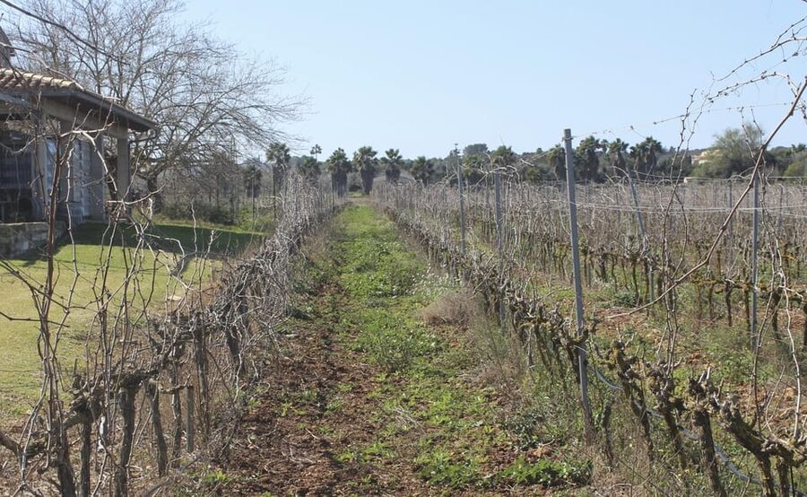 Alcúdia/Can Picafort: Guided Vineyard Visit and Wine Tasting - Price and what $58 gets you (and what to compare it to)