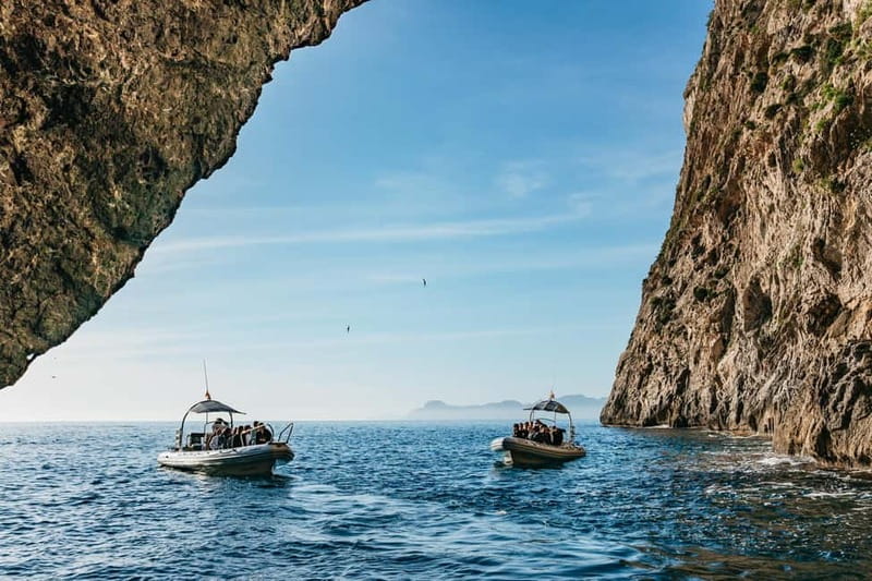 Alcudia or Can Picafort: Dolphin-Watching Cruise - Alcudia or Can Picafort: why the cruise timing matters
