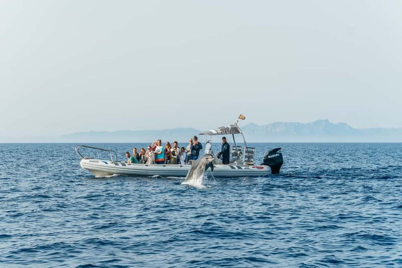 Alcudia or Can Picafort: Dolphin-Watching Cruise - Es Coll Baix swimming cove: what to bring and how the swim works