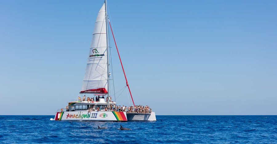 Alcudia: Sunset Catamaran Tour with Dinner and Snorkeling - Dinner on Board: BBQ Buffet, Drinks, and the Vegetarian Plan