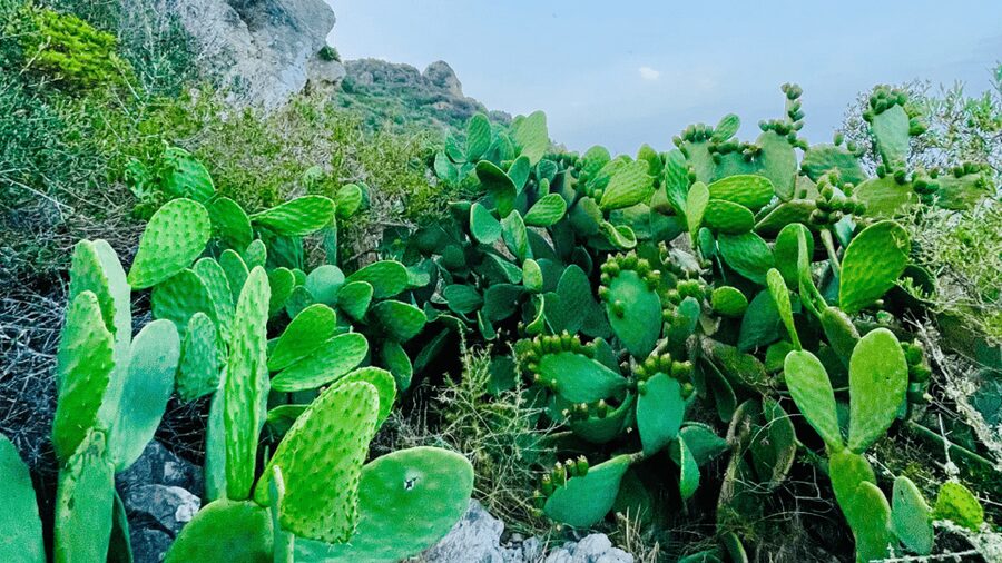 Cala Millor: "Cavemen", cave on a mountain,fun game and hike - Who this fits, and who should skip