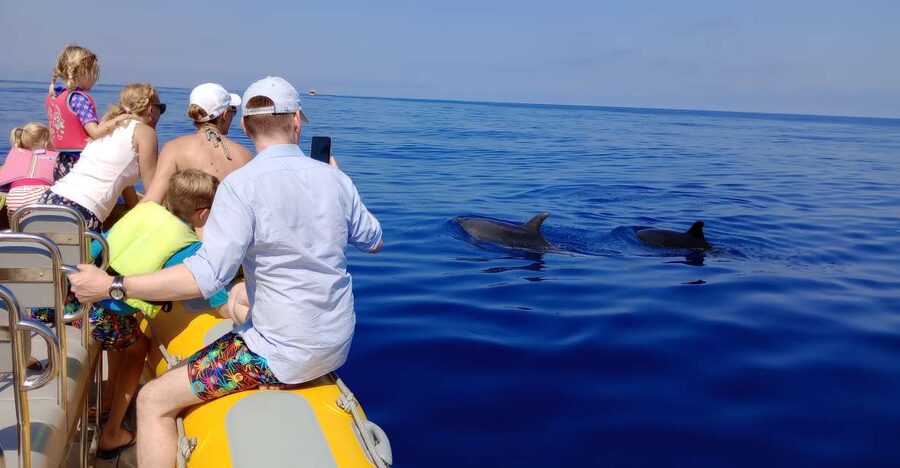Can Picafort: Dolphin Watching Boat Tour with Swimming - Key highlights you should care about