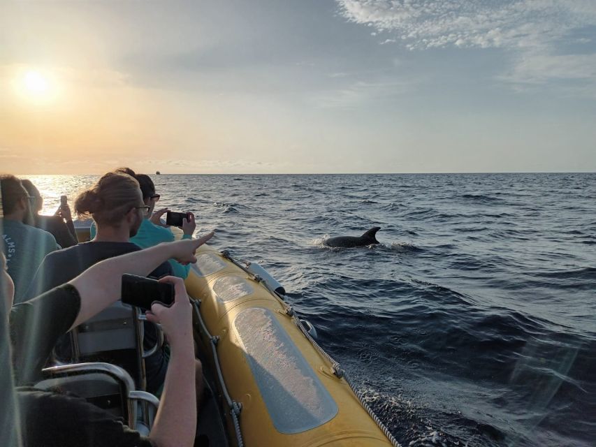 Can Picafort: Dolphin Watching Boat Tour with Swimming - Practical packing tips for a 3-hour sea outing