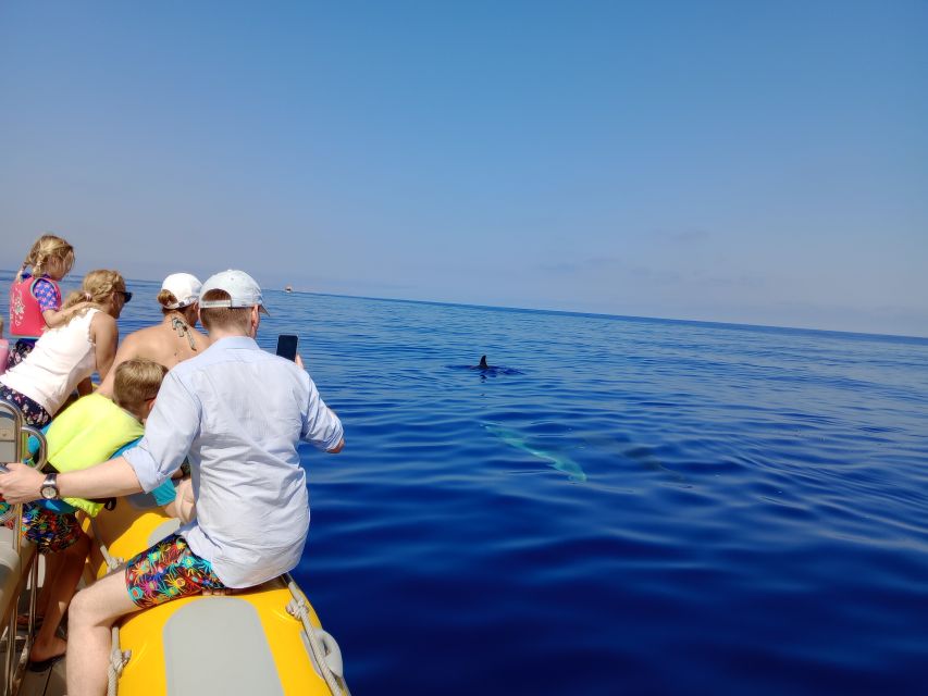 Can Picafort: Dolphin Watching Boat Tour with Swimming - The cave and cove stop on the return cruise