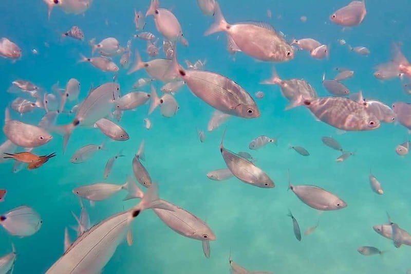 Can Picafort: Private Boattrip - Snorkeling-Beach- Caves - The Private Boat Setup: Small Group, Big Difference