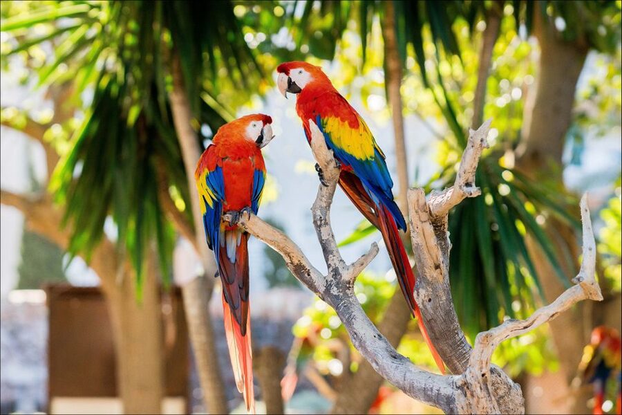 Costa d'en Blanes: Entry Ticket for Marineland Mallorca - Aviary and Penguin Enclosure: Flamingos, Humboldt Penguins, and More