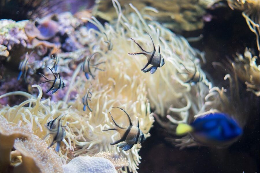 Costa d'en Blanes: Entry Ticket for Marineland Mallorca - Value Check: Is a $35 Ticket Worth It?