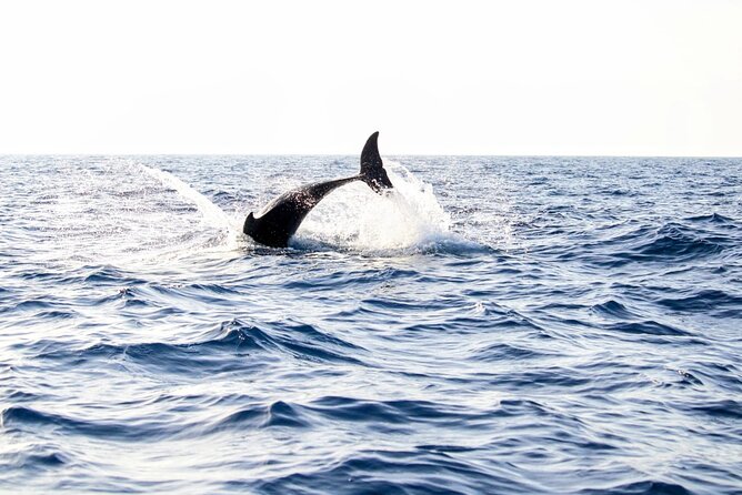 Dolphin watching by boat - Key Things You’ll Really Notice