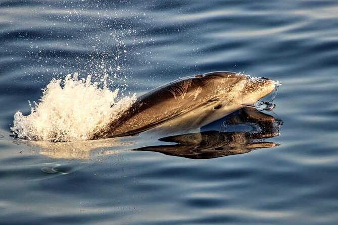 Dolphin watching by boat - Sunrise Dolphin Watching off Alcúdia: What Makes It Work