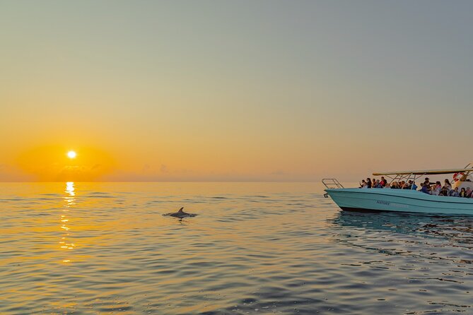 Dolphin watching by boat - Price and Value on a 2 to 3 Hour Boat Trip