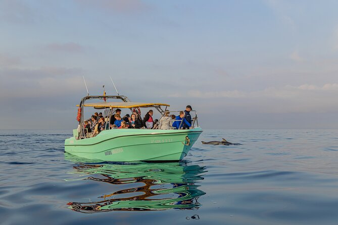 Dolphin watching by boat - FAQ