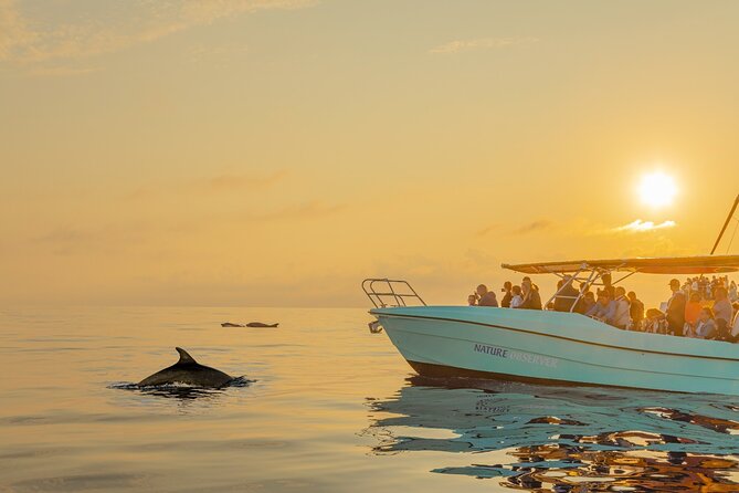 Dolphin watching by boat - Onboard Experience: Comfortable Boat, Helpful Crew, Small Extras