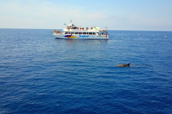 Dolphin Watching in Mallorca (Paguera) - Key highlights worth knowing