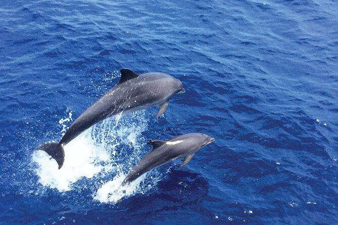 Dolphin Watching in Mallorca (Paguera) - Stop 3 Cala Fornells: passing the bays for scenery and coast context