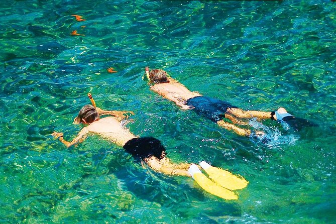 Dolphin Watching in Mallorca (Paguera) - Snorkeling masks, deposits, and what to plan before you go