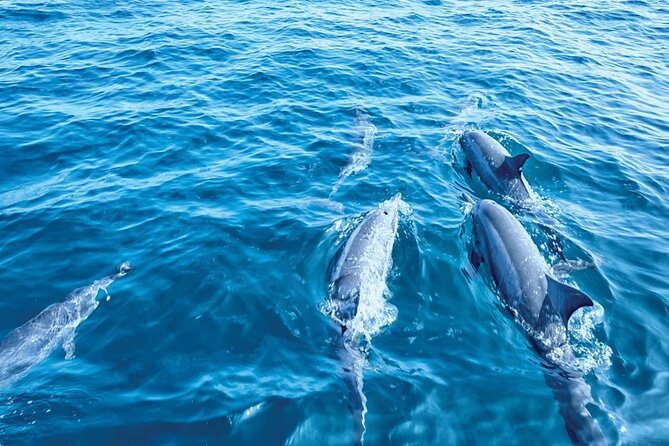 Dolphin Watching in Mallorca (Paguera) - Crew, commentary, and what you should listen for