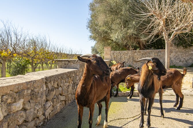 Els Calderers House Museum in Mallorca - The final rooms: tools, crops, animals, and production