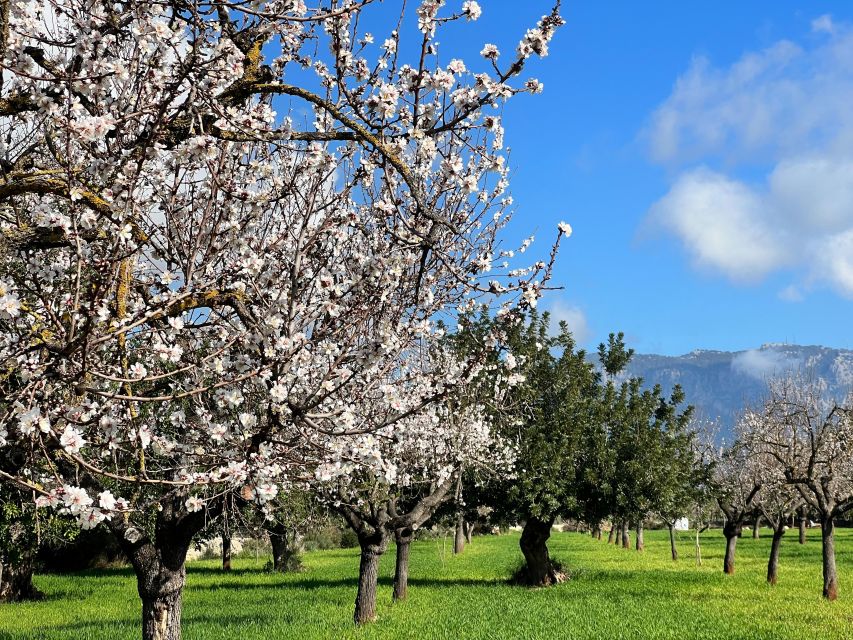 Embrace the enchantment of Mallorca's almond blossom season - Group size, guide style, and family-friendliness