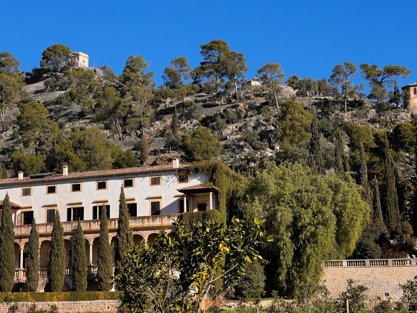 Embrace the enchantment of Mallorca's almond blossom season - Almond blossoms in Mallorca: why this timing is everything