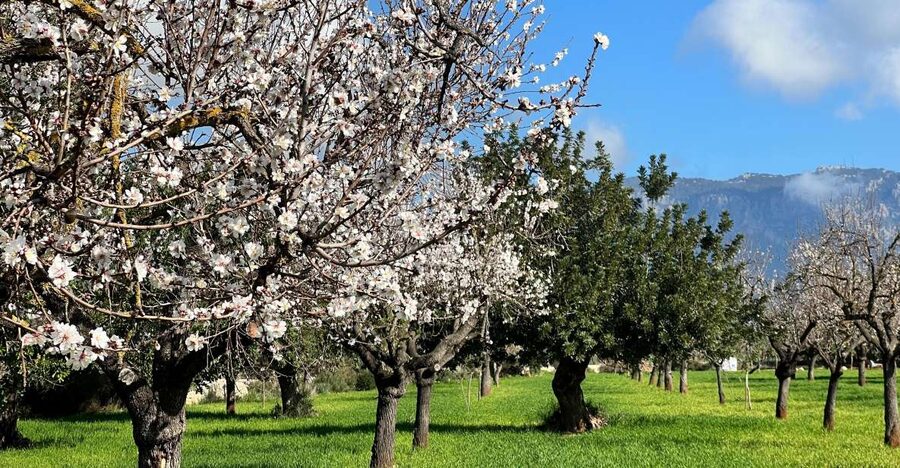 Embrace the enchantment of Mallorca's almond blossom season - Tramuntana foothills: the views you remember longer