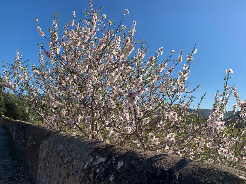 Embrace the enchantment of Mallorca's almond blossom season - Esporles and the almond groves: where the season feels real