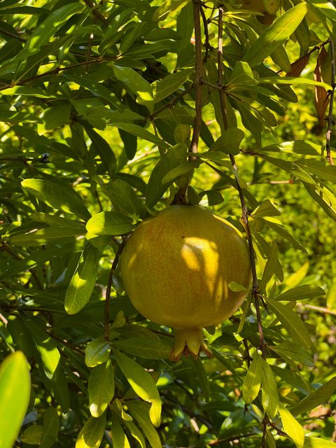 Embrace the enchantment of Mallorca's almond blossom season - Food highlights: the local flavors that anchor the day