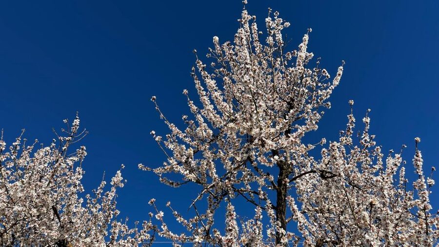 Embrace the enchantment of Mallorca's almond blossom season - Palma pickup and the comfortable start to a 7-hour day