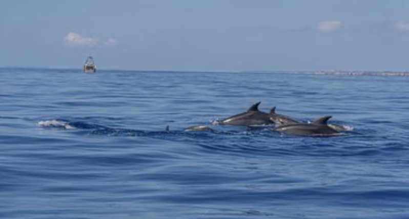 From Can Picafort: Dolphin Watching and Cave Boat Trip - The Point of This Trip: Dolphins Plus Caves, Not a Long Day