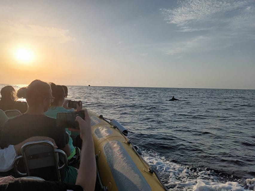 From Can Picafort: Dolphin Watching and Cave Boat Trip - Es Coll Baix Swim Break: The Moment You Actually Remember