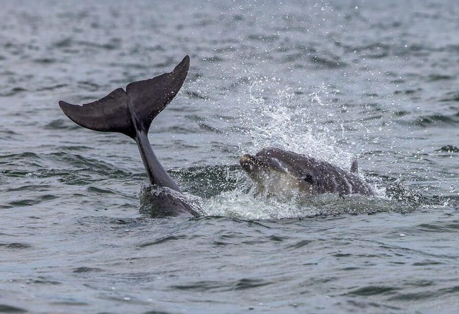 From Can Picafort: Dolphin Watching and Cave Boat Trip - Time, Weather, and Packing: How to Stay Comfortable at Sea