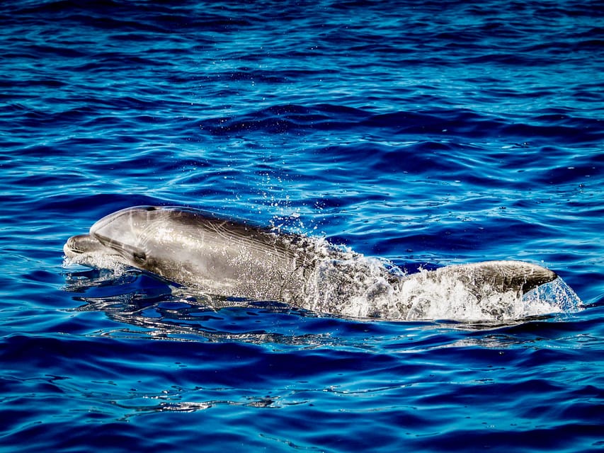 From Can Picafort: Dolphin Watching and Cave Boat Trip - Price and Value: Is $82 Worth It?