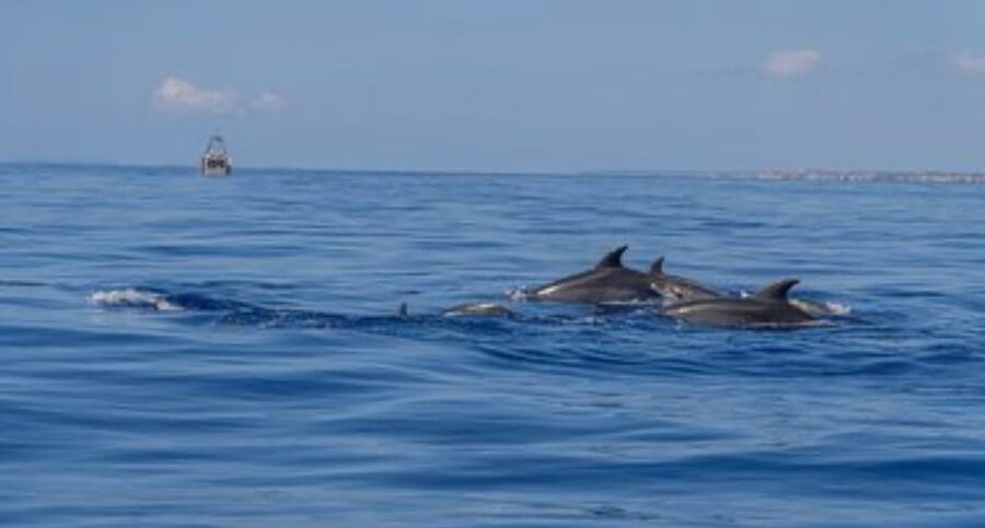 From Can Picafort: Dolphin Watching and Cave Boat Trip - Who Should Book This (and Who Should Skip It)