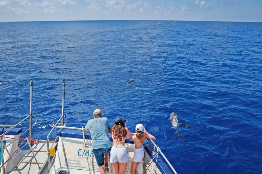 From Palma: 3-Hour Morning Dolphin Watching Boat Tour - On-board comfort: bar drinks, toilets, and the no-drama vibe