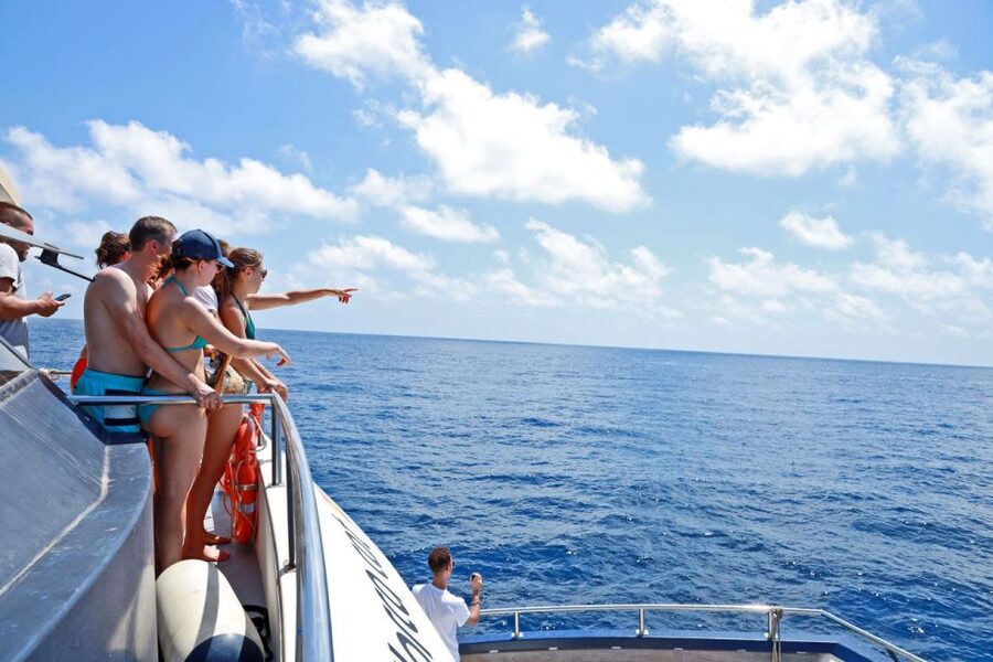 From Palma: 3-Hour Morning Dolphin Watching Boat Tour - FAQ