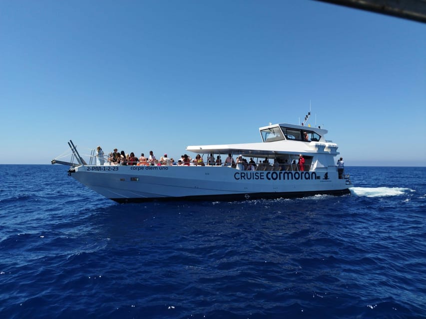 From Palma: 3-Hour Morning Dolphin Watching Boat Tour - How dolphin spotting works off Palma, and why your odds stay real