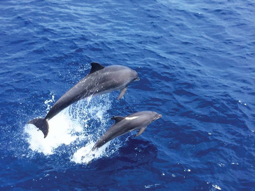 From Palma: Afternoon Dolphin-Watching Boat Tour - The coastal route: views as part of the experience