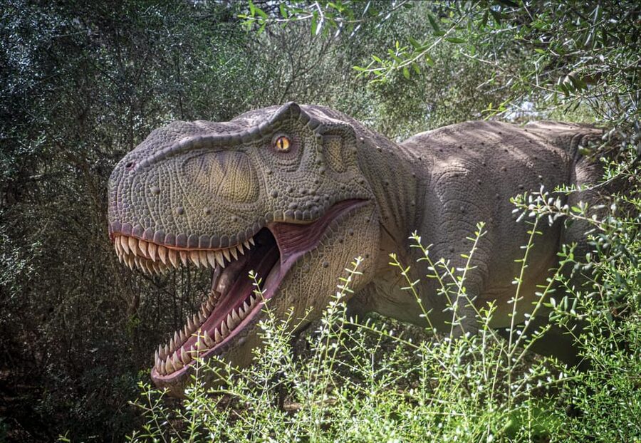 From Palma de Mallorca: Dinosaurland tour - The Coach Ride: Comfort, Timing, and Letting the Day Start