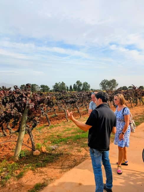 From Palma de Mallorca: Private Wine and Local Flavors Tour - Paella add-on: worth it, but only on the right days