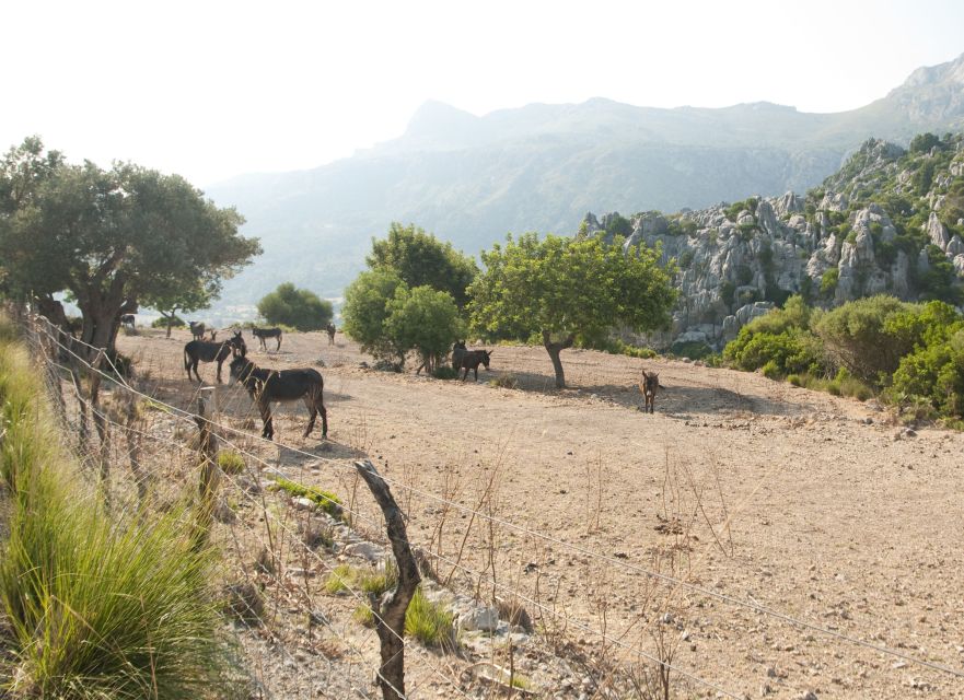 From Palma: Serra Tramuntana and Lluc Monastery Guided Tour - Sa Calobra and the Torrent de Pareis photo break