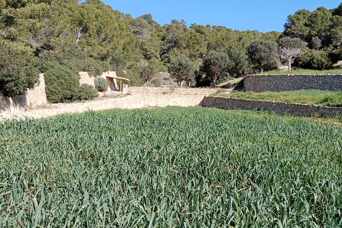 Guided Kayak & Hike from Sant Elm to Sa Dragonera - Heading back to Sant Elm: keep your energy for the return