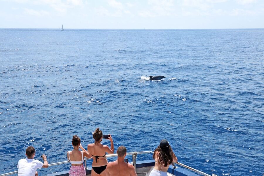 Mallorca: 2-Hour Dolphin Watching Cruise & Glass-Bottom Boat - The Dolphin Watching Moment, Risso’s and Bottlenose in Real Life