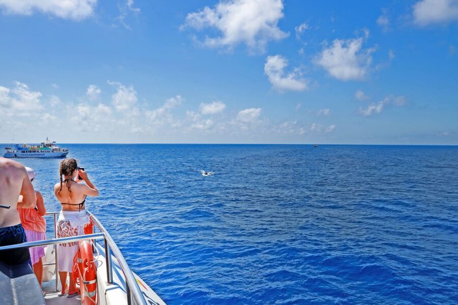 Mallorca: 2-Hour Dolphin Watching Cruise & Glass-Bottom Boat - Why the Glass-Bottom Boat Feels Different