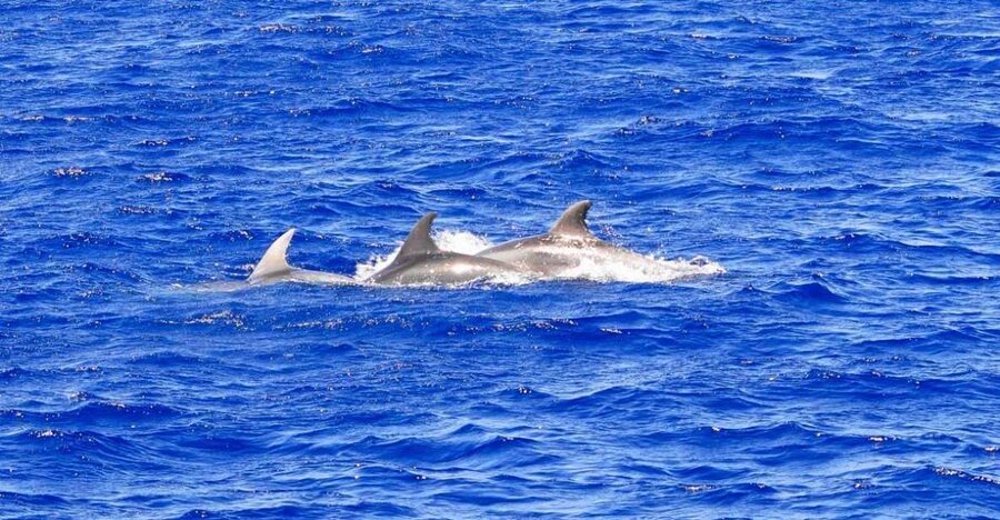 Mallorca: 3-Hour Afternoon Dolphin Watching Boat Tour - How This 3-Hour Mallorca Dolphin Cruise Runs From Santa Ponsa or Paguera