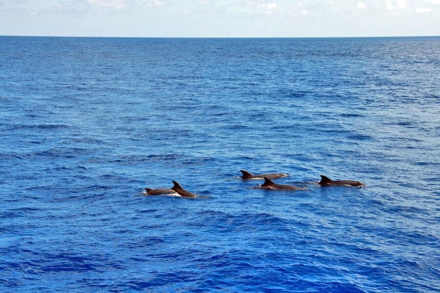 Mallorca: 3-Hour Afternoon Dolphin Watching Boat Tour - Glass-Bottom Windows: Your Best Shot at Seeing Dolphins Up Close