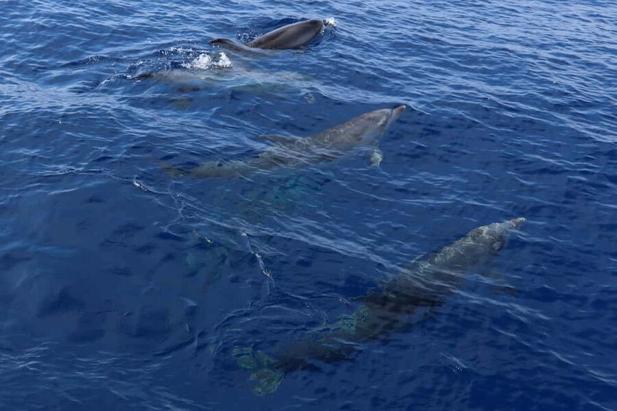 Mallorca: 3-Hour Afternoon Dolphin Watching Boat Tour - What Dolphins You’ll Look For, and How the Captain Increases Your Odds