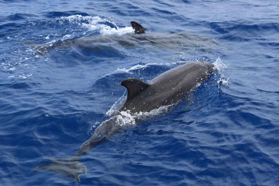 Mallorca: 3-Hour Afternoon Dolphin Watching Boat Tour - Bars, Drinks, and Food to Purchase: How to Budget and What to Expect