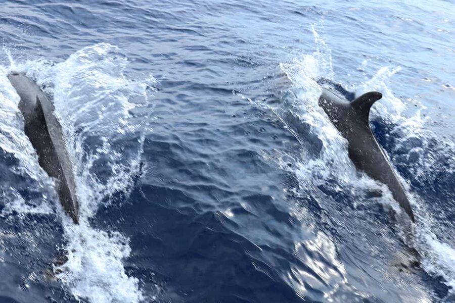 Mallorca: 3-Hour Afternoon Dolphin Watching Boat Tour - Practical Tips: What to Bring and How to Handle Boat-Day Reality