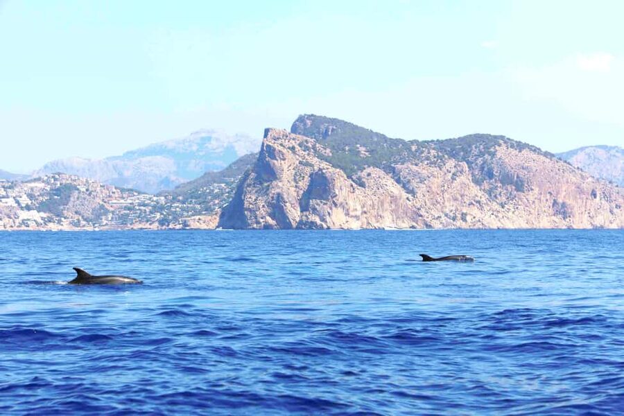 Mallorca: 3-Hour Afternoon Dolphin Watching Boat Tour - Should You Book This Mallorca Afternoon Dolphin Watching Tour?