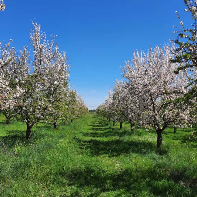 Mallorca: Almond Blossom Minivan Tour with tasting - GERMAN - Key points at a glance